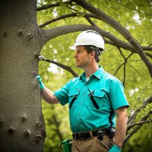 Phoenix Arbory - Western Washington Trusted Tree Service Experts 8 inspecting tree
