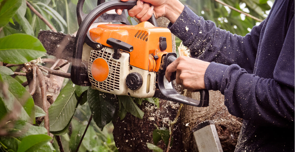 Phoenix Arbory - Western Washington Trusted Tree Service Experts 1 Tree Trimming & Pruning