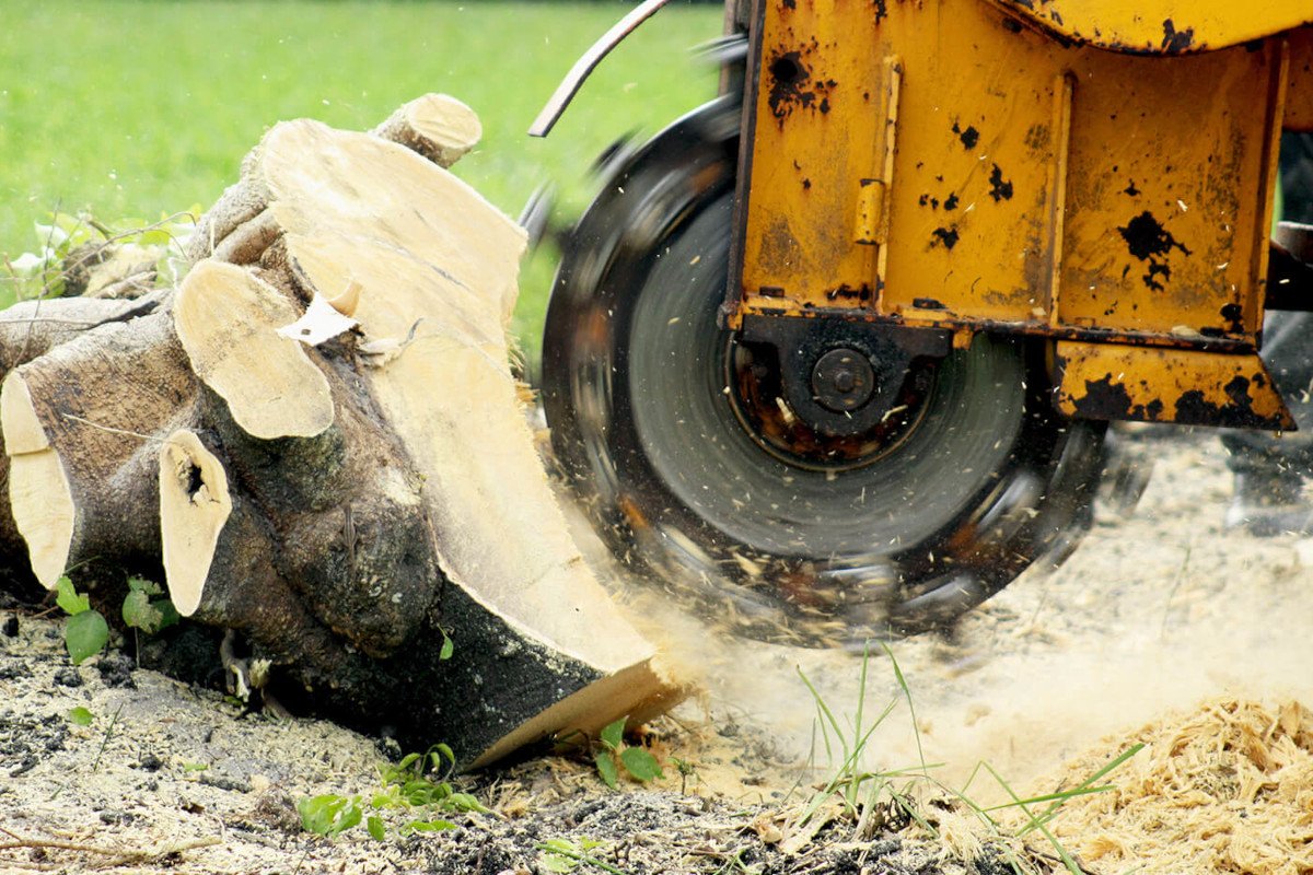 stump grinding and removal