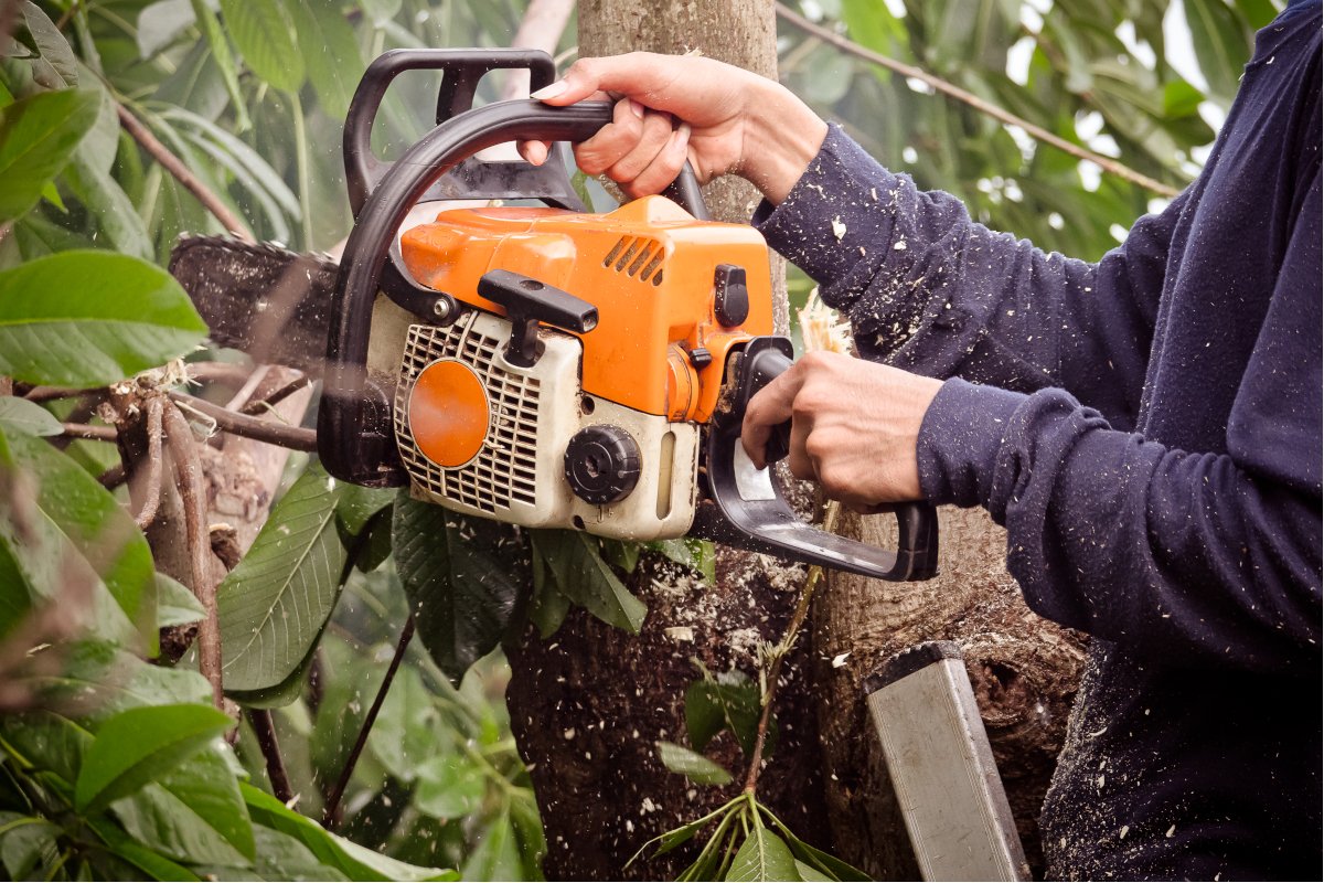 Tree Trimming & Pruning